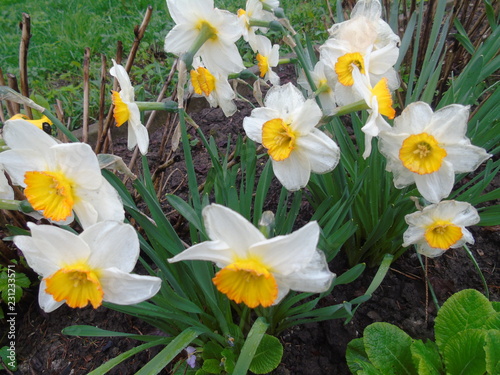 Yellow-white flowers