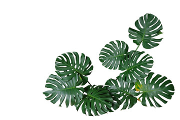 Dark green leaves of monstera or split-leaf philodendron (Monstera deliciosa) the tropical foliage plant bush nature frame border isolated on white background, clipping path included.