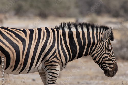 Zebr im Profil 2