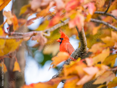 Northern Cardinal