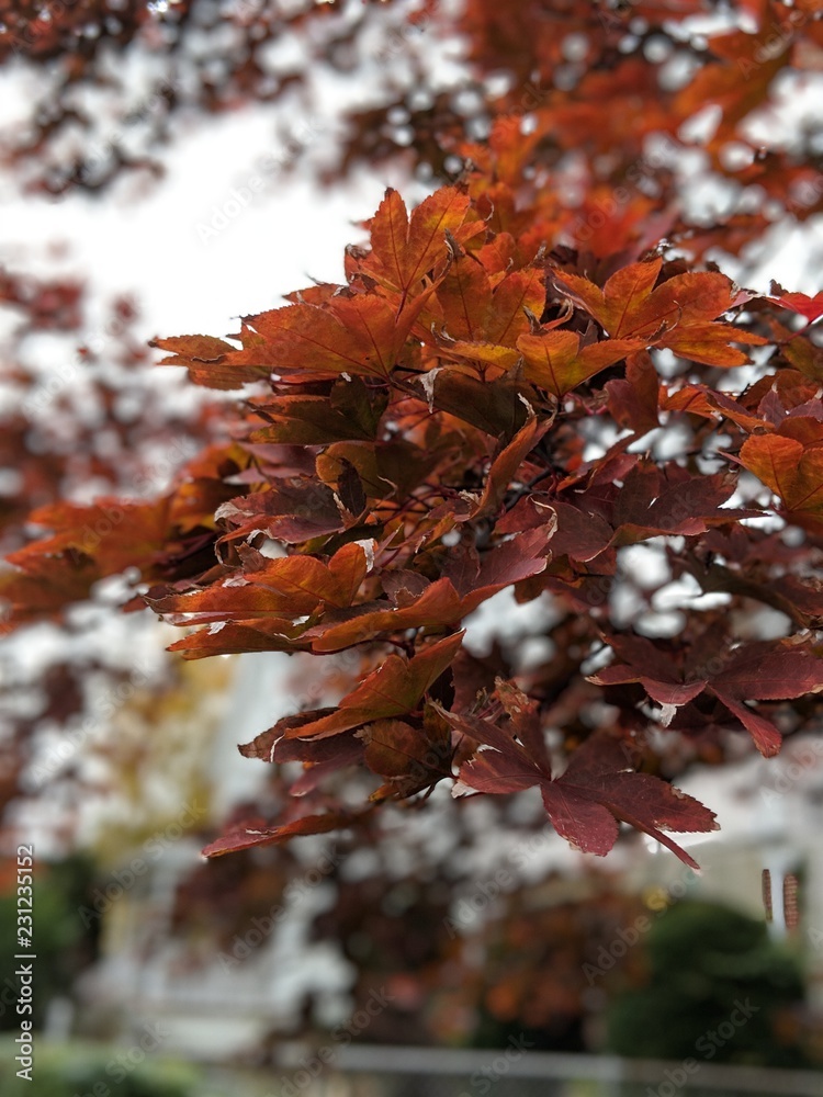 Fototapeta premium Fall leaves