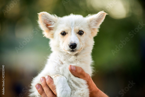 Vászonkép mongrel white puppy