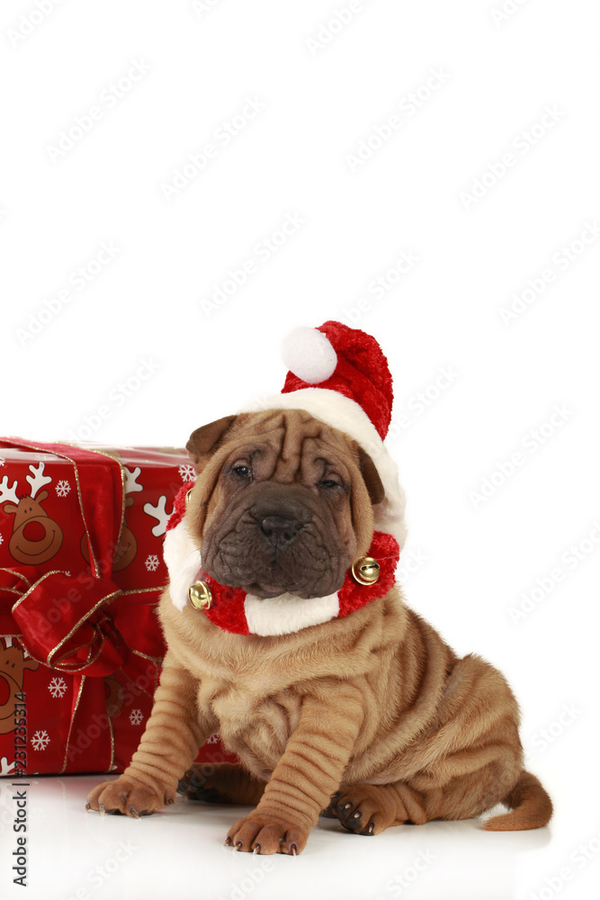 Shar Pei puppy with santa costume on white background Shar Pei puppy with santa costume on white background