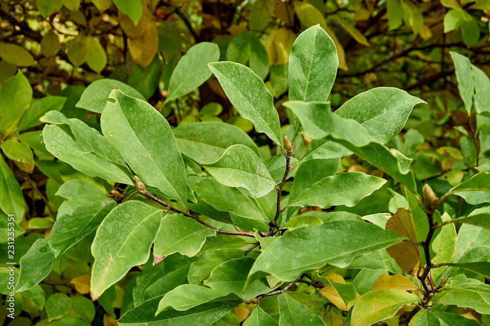 The texture of leaves on a branch of magnolia Susan (Magnolia Susan). Susan magnolia green and gold autumn leaves as natural background for design. The texture of leaves on a branch of magnolia Susan (Magnolia Susan). Susan magnolia green and gold autumn leaves as natural background for design.