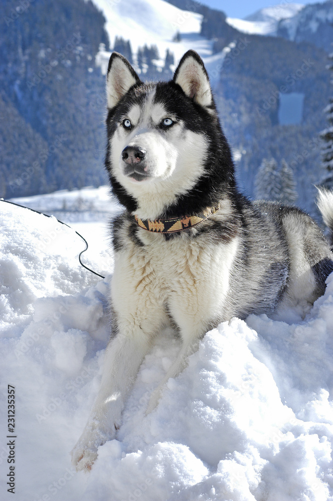 Siberian husky lying in the snow