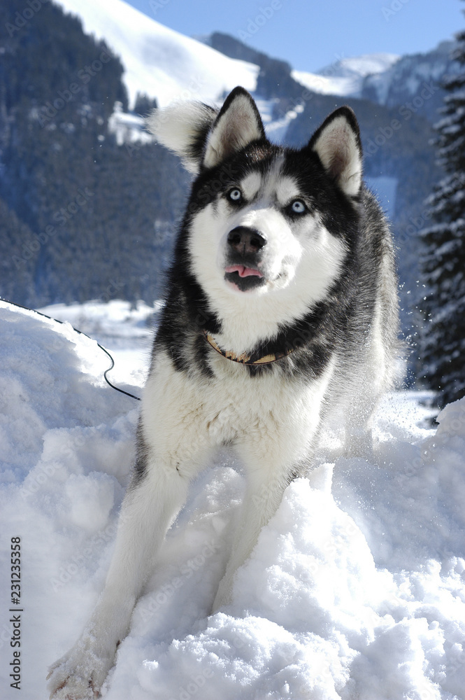 Siberian husky lying in the snow Siberian husky lying in the snow