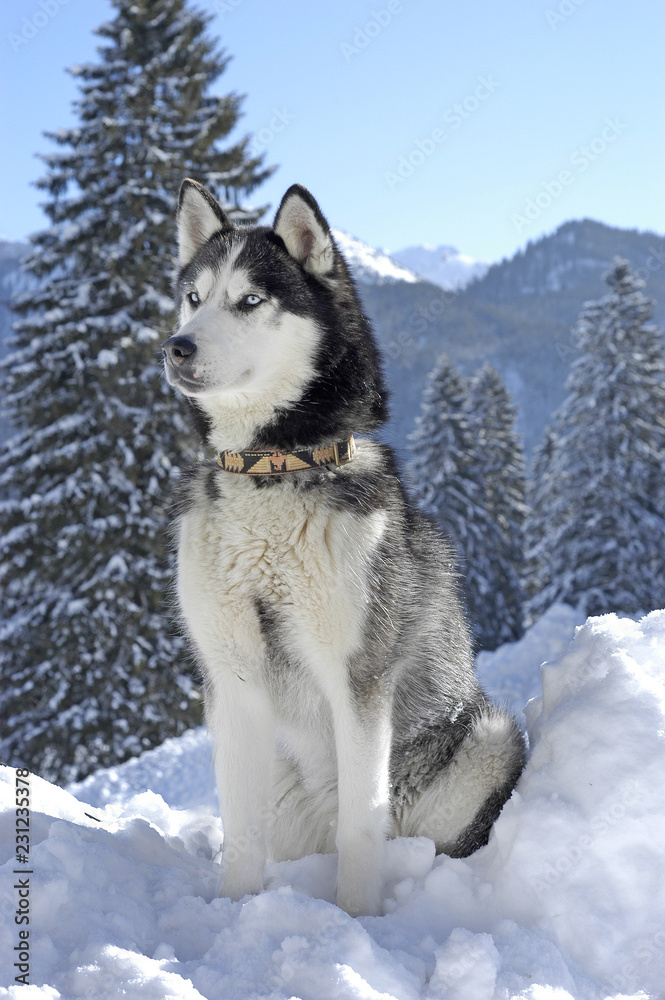 Siberian husky sitting in front of a snowy landscape Siberian husky sitting in front of a snowy landscape