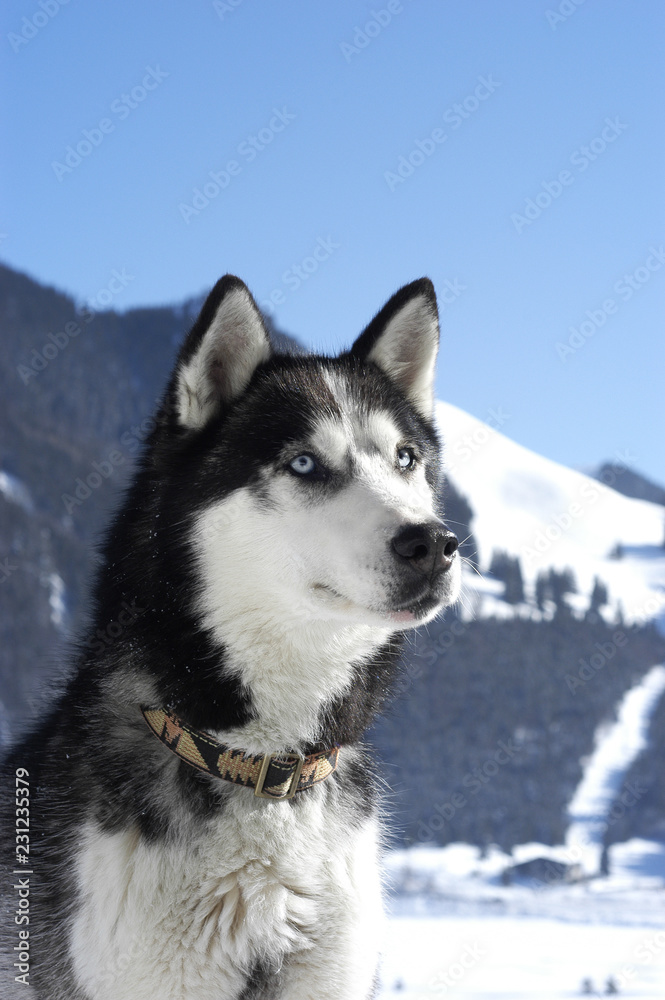 siberian husky -head shot- sitting in front of mountains