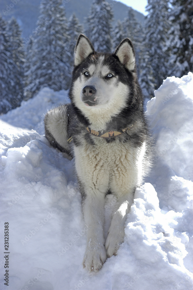Siberian husky lying in the snow Siberian husky lying in the snow