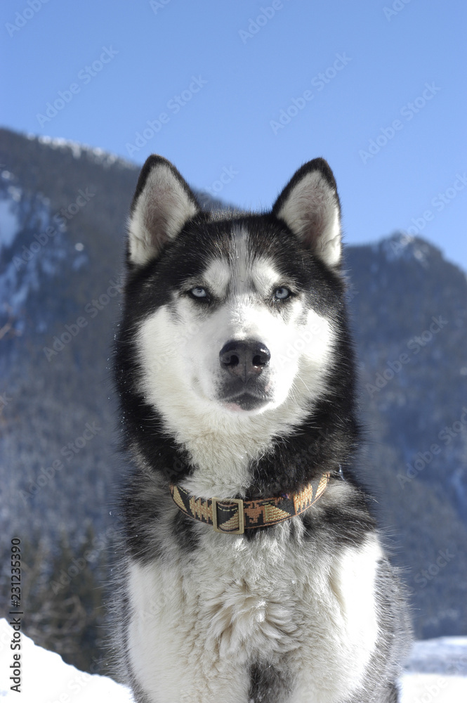 siberian husky -head shot- sitting in front of mountains