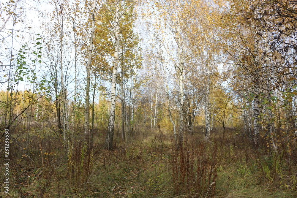 Autumn forest is beautiful in golden foliage