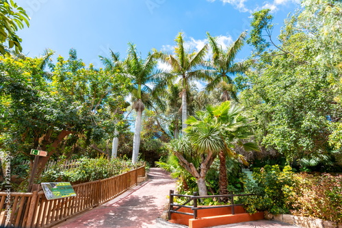 Fototapeta Naklejka Na Ścianę i Meble -  Jungle park landscape, Tenerife, Canary islands, Spain
