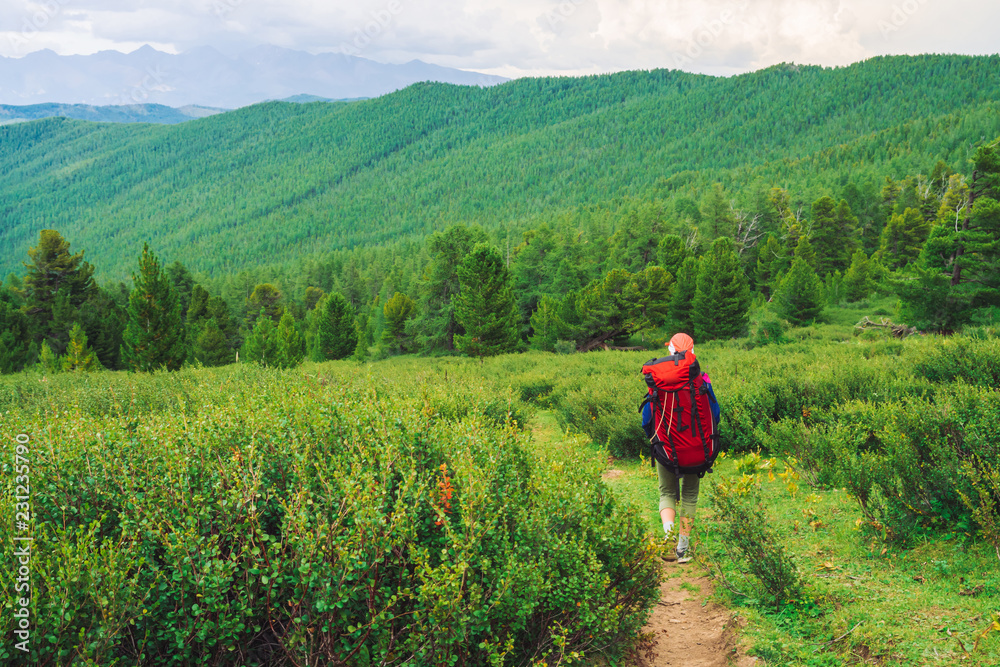 Girl with red large backpack go on footpath across green meadow to coniferous forest. Hiking in mountains. Traveler near conifer trees on summit. Mountain peaks away. Majestic nature of highlands. Girl with red large backpack go on footpath across green meadow to coniferous forest. Hiking in mountains. Traveler near conifer trees on summit. Mountain peaks away. Majestic nature of highlands.