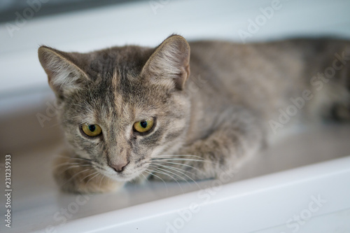 Fototapeta Naklejka Na Ścianę i Meble -  Cute young gray cat with yellow eyes lay on white window board.
