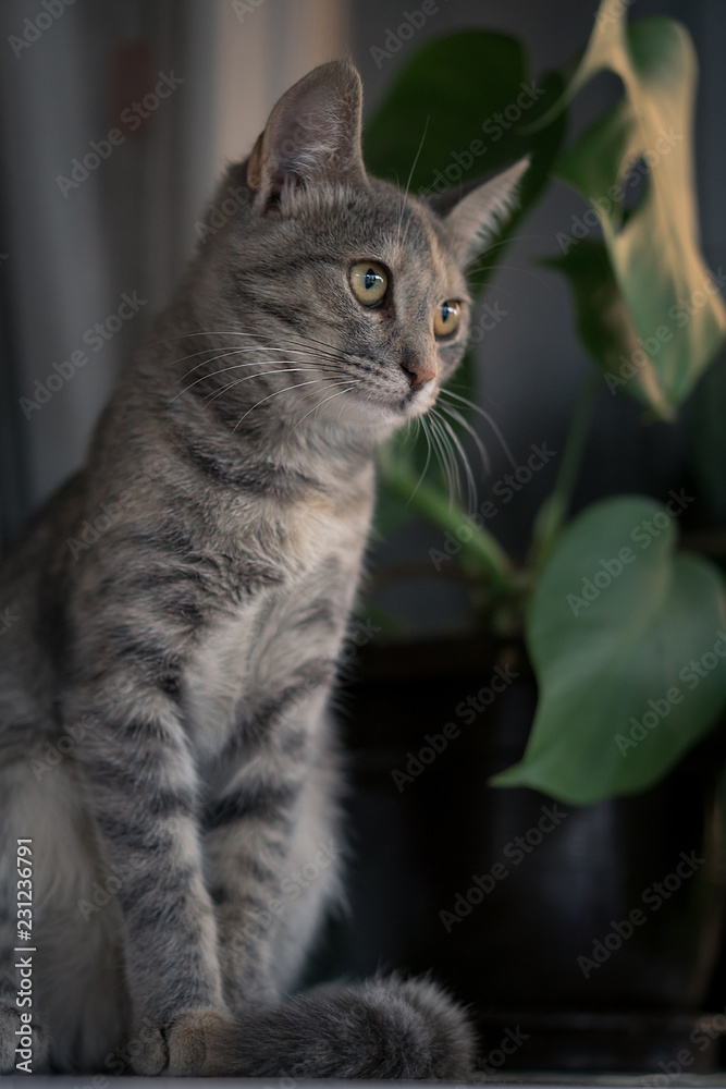 Young gray cat sitting on white window board with plant in the background