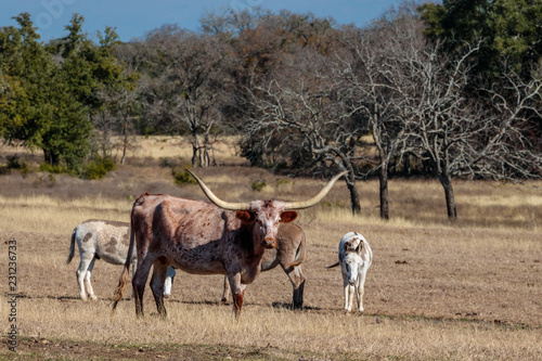herd of longhorns © Bob