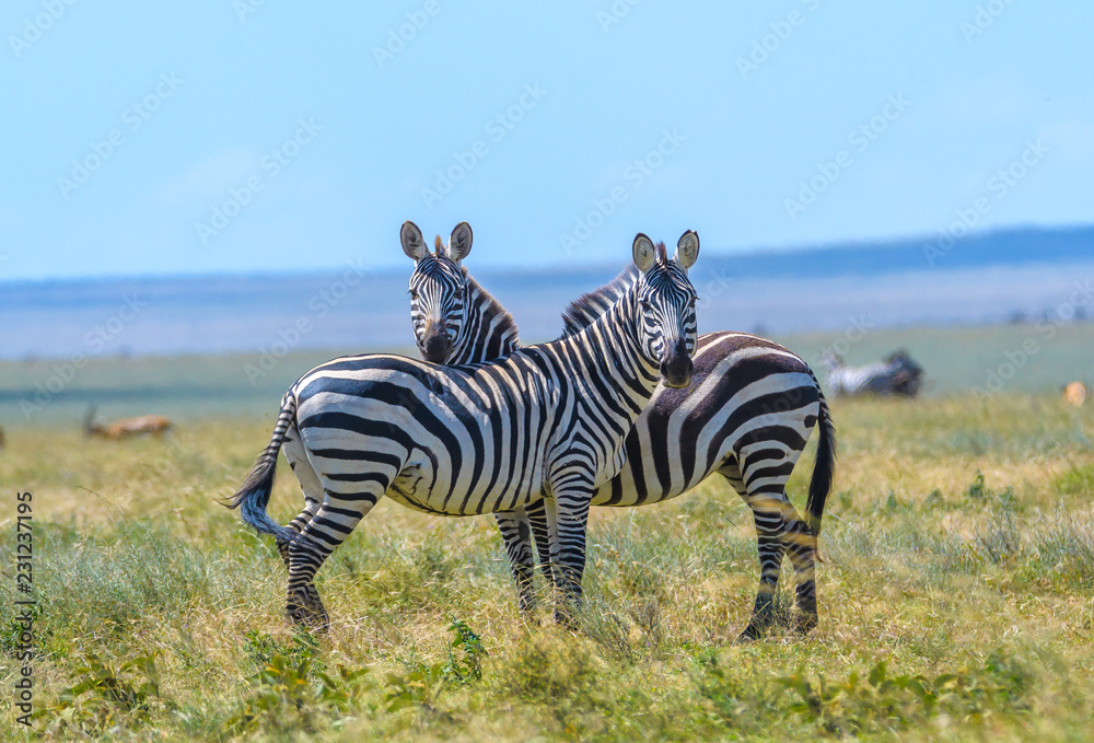 Naklejka premium In Sync , Zebra in Africa