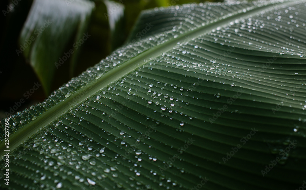 Abstract picture of banana leaf with droplets Abstract picture of banana leaf with droplets