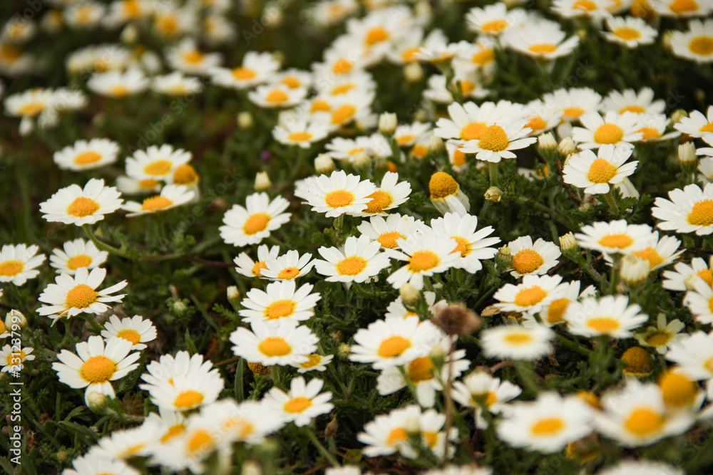 large field of daisies. Flowers background in the spring large field of daisies. Flowers background in the spring