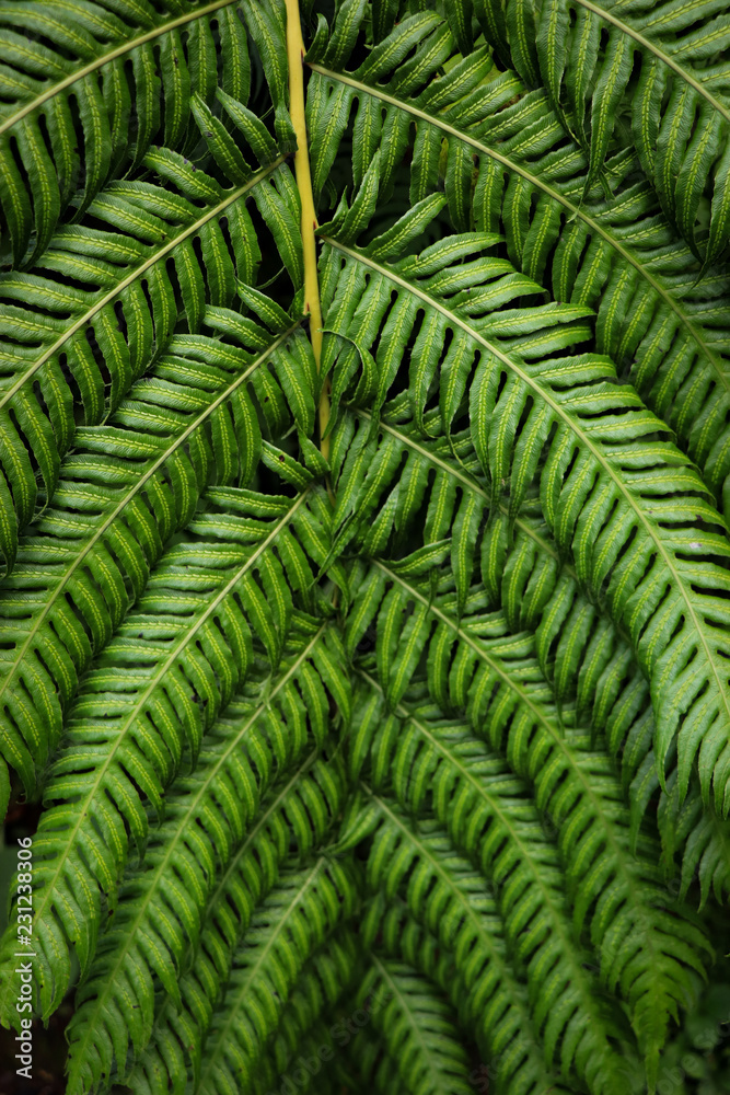 Green leaf texture. Leaf texture background Green leaf texture. Leaf texture background