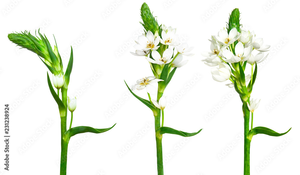 Naklejka premium Trio of wite ornitogalum