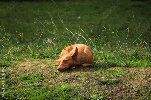 Abandoned dog sleeping in the grass © nvphoto
