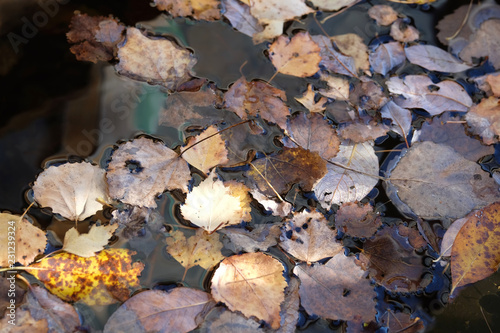 Beautiful still life in soft warm colors with fallen leaves float on non moving water surface top view closeup