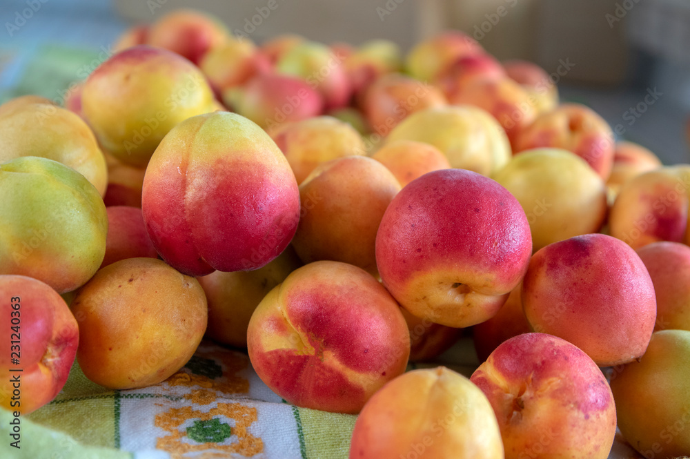 Fresh ripened apricots on kitchen towel in daylight, edible tasty fruits ripening in early summer Fresh ripened apricots on kitchen towel in daylight, edible tasty fruits ripening in early summer