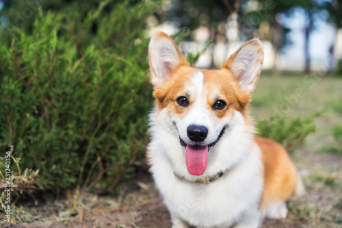 Portrait of a beautiful Welsh Corgi dog outdoors in a sunny summer day.