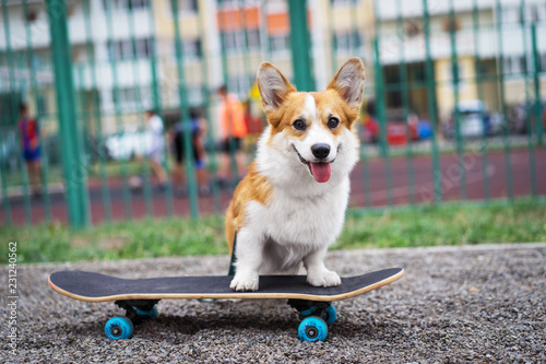 Fototapeta Naklejka Na Ścianę i Meble -  Joyful dog welsh corgi pembroke riding a skateboard on the street