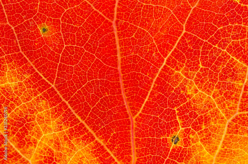 Fototapeta Background from a colorful aspen leaf