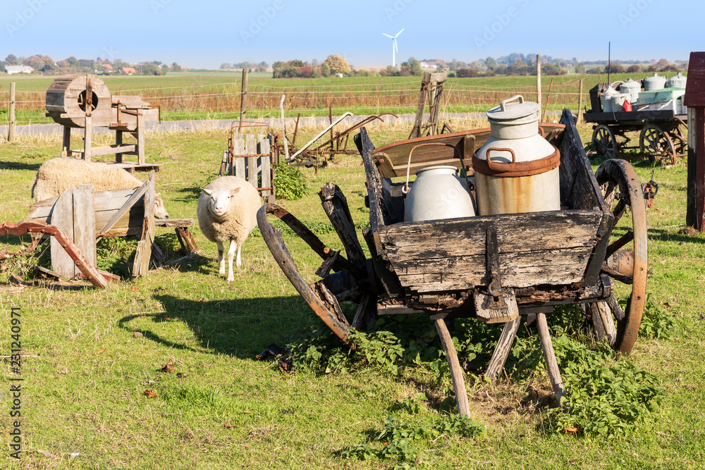Obraz premium Schaf und Milchkarren auf der Weide