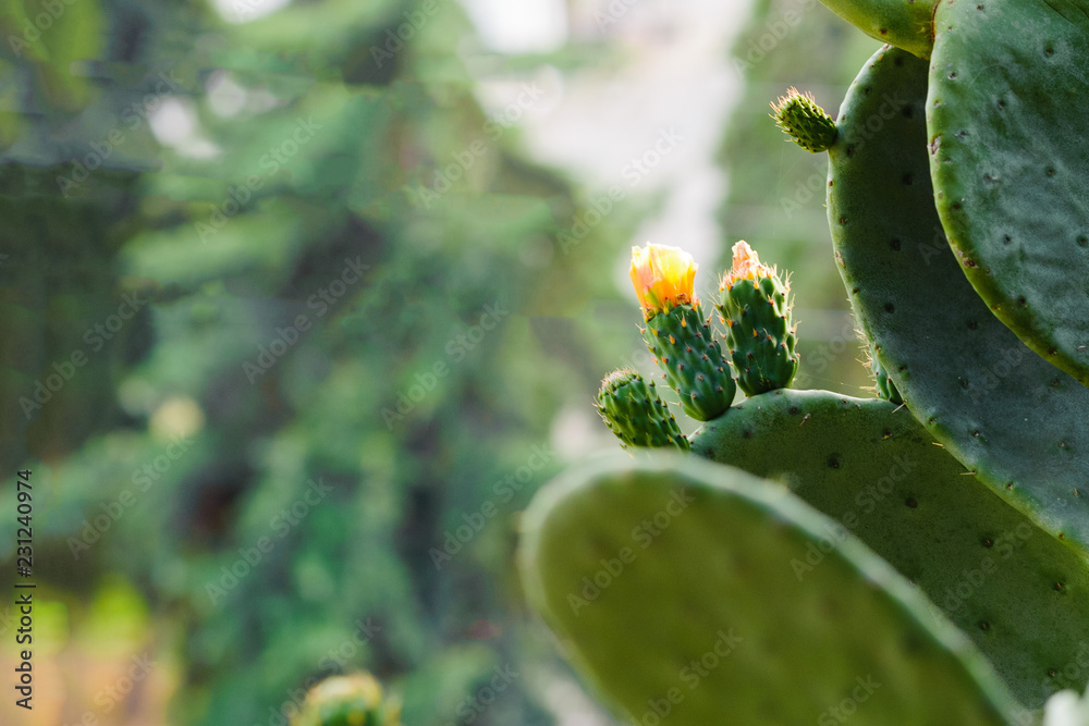 Obraz premium a huge cactus in a park on the shores of the Mediterranean, blooms with small yellow flowers