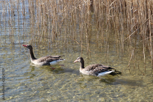 Im Gänsemarsch