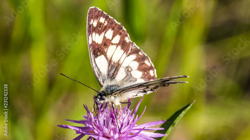 Macro of a butterfly of the marbled white on a flower
