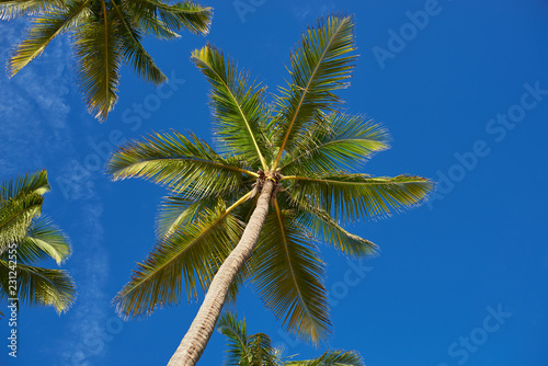 palm tree against blue sky