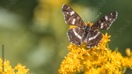 Macro of map butterfly on flower