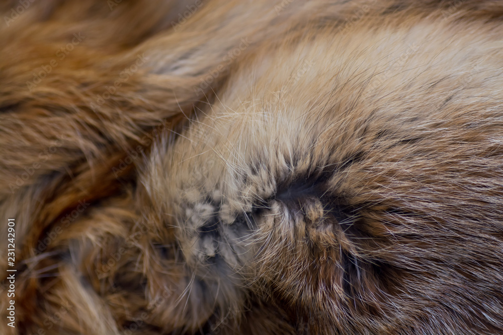 Classy and luxurious red fox fur Classy and luxurious red fox fur