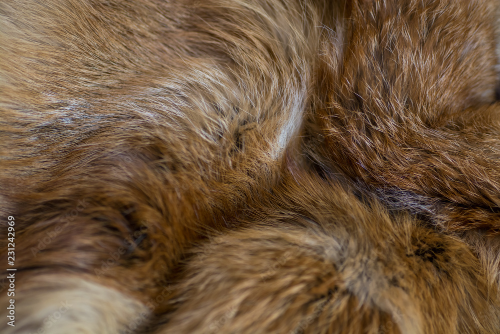 Fototapeta Classy and luxurious red fox fur