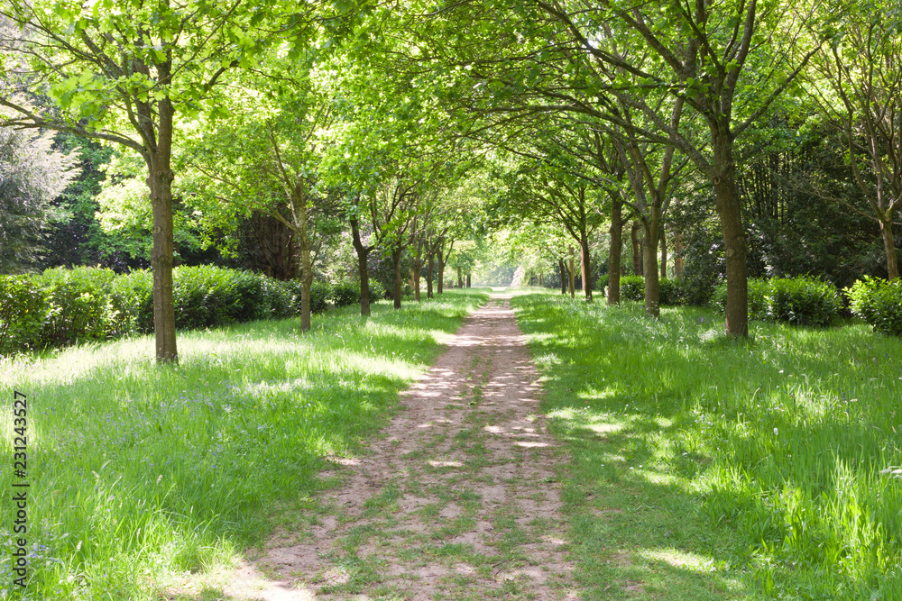 Walking path between green trees, grass with wildflowers in a park, on a spring day .