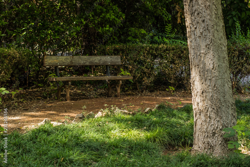 park outdoor space for walking and rest with trees grass, empty trail and poor wooden bench park outdoor space for walking and rest with trees grass, empty trail and poor wooden bench