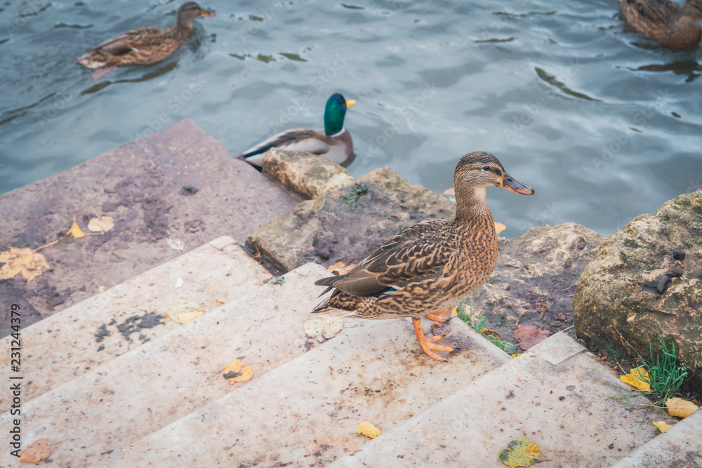 Ducks at the lake in the fall on the stairs Ducks at the lake in the fall on the stairs