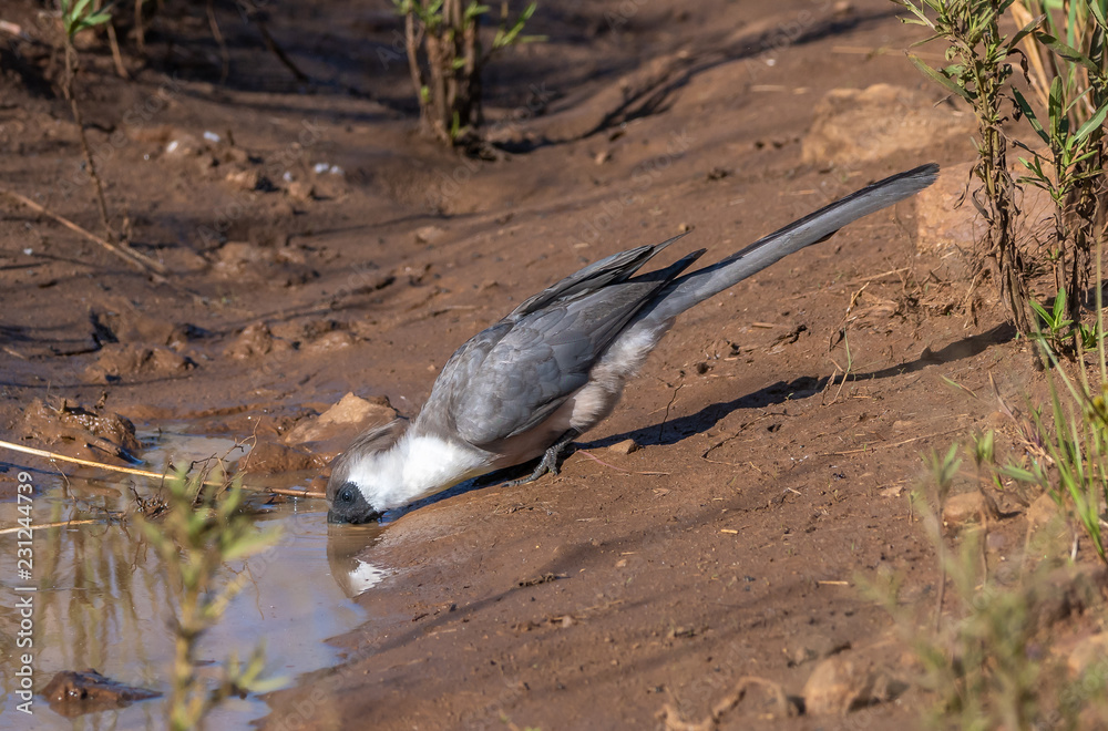 Fototapeta premium A grey Lori Or Go Away Bird drinking
