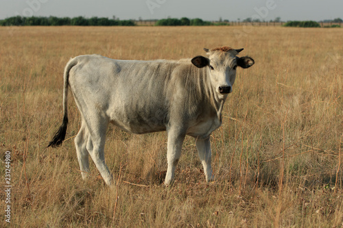 White cow of  Ukrainian Gray  breed stands in a dry field in Askania-Nova reserve