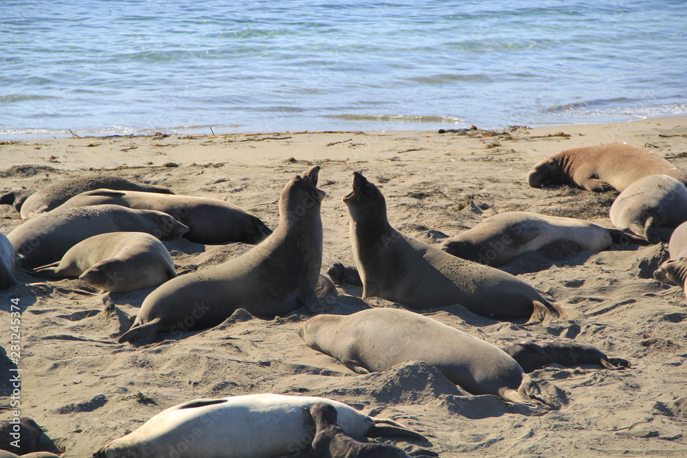 Fototapeta premium seal kiss