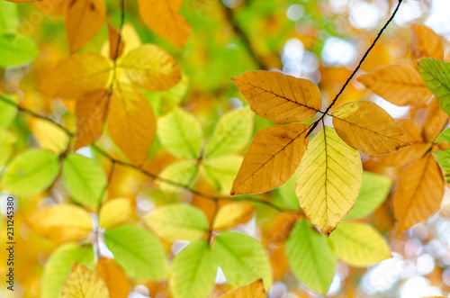 Fall background - colorful leaves on a tree