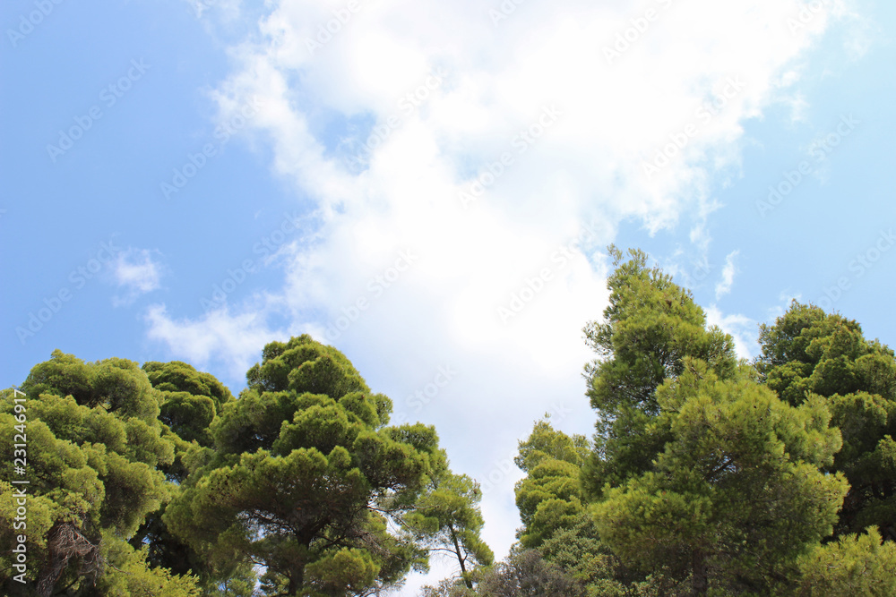 Mediterranean pine trees with blue sky and white clouds background horizontal