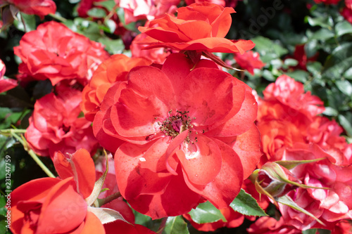 bouquet of red roses