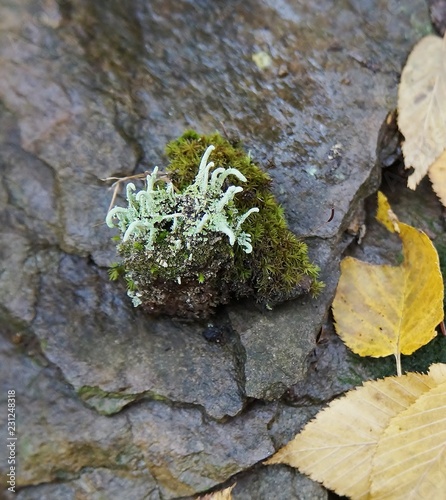 Common powder horn lichen