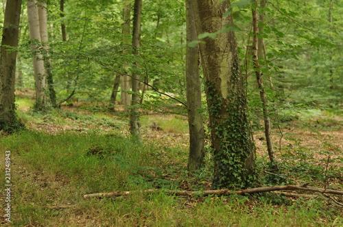 chemin dans la forêt de Fontainbleau